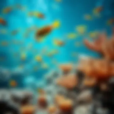 A vibrant underwater scene showcasing marine life in Fujairah.